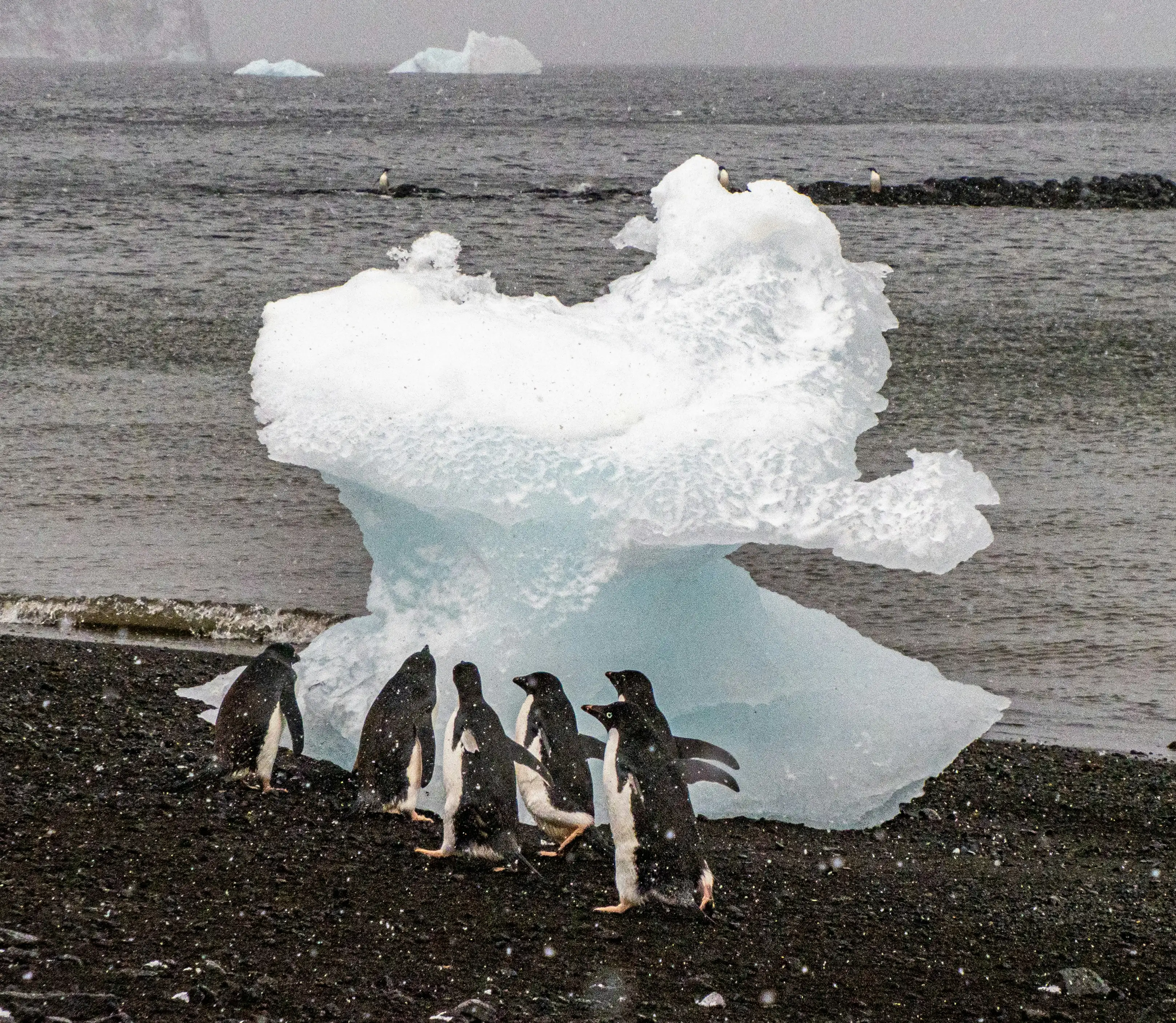 Antarctica Penguin Colony