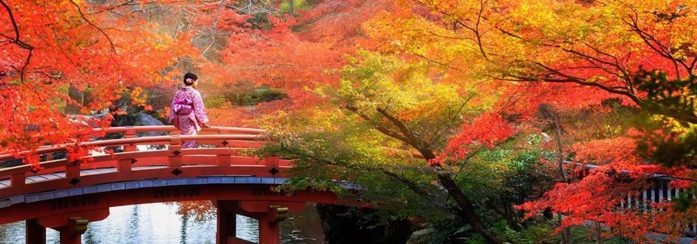 Historic Traditional Kyoto Temple and Bamboo Forest