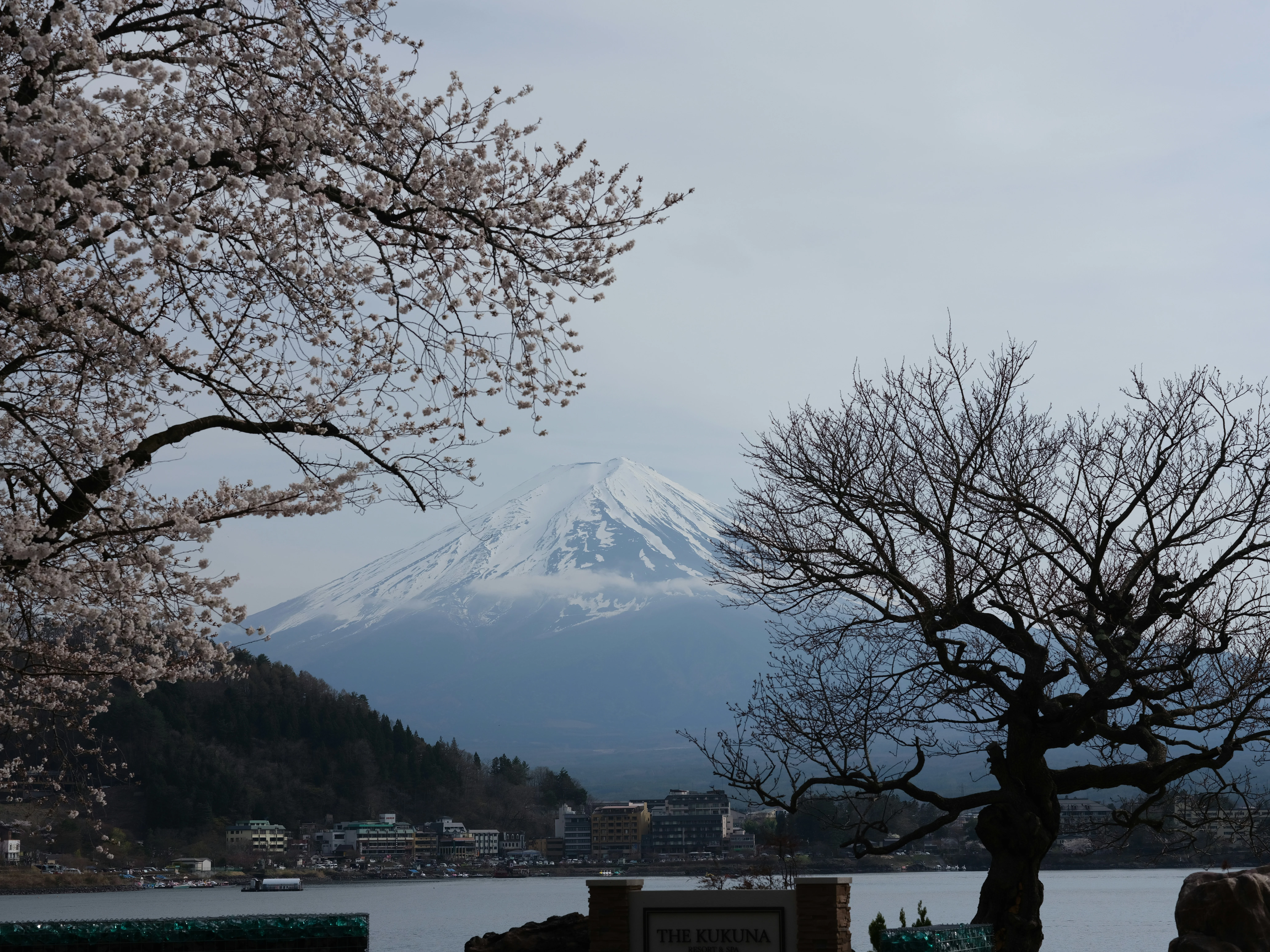 Hakone Cherry Blossom Luxury Travel