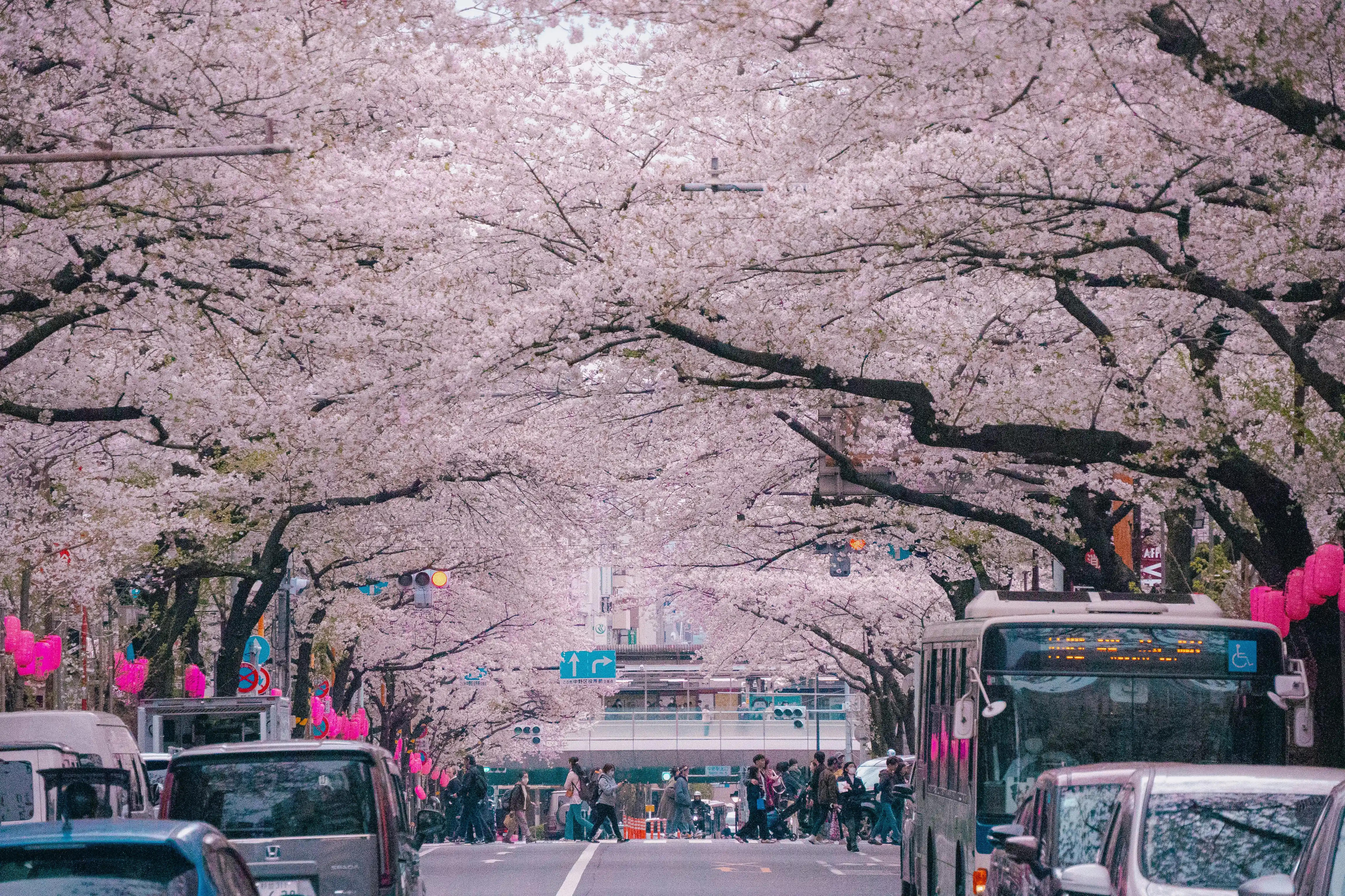 Japan Cherry Blossom Family Travel