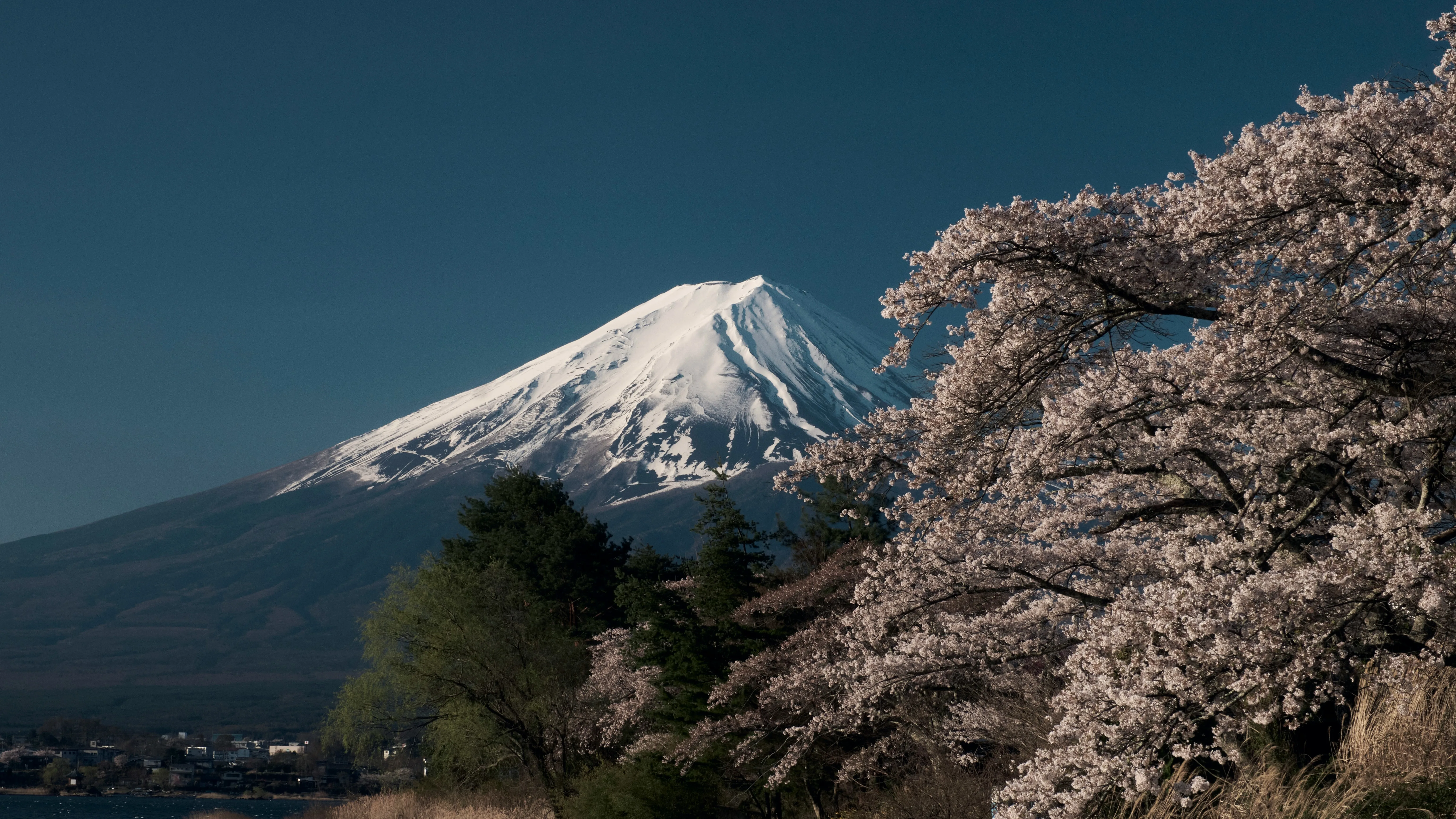 Japan in Cherry Blossom Season: Luxury Sakura Travel Guide