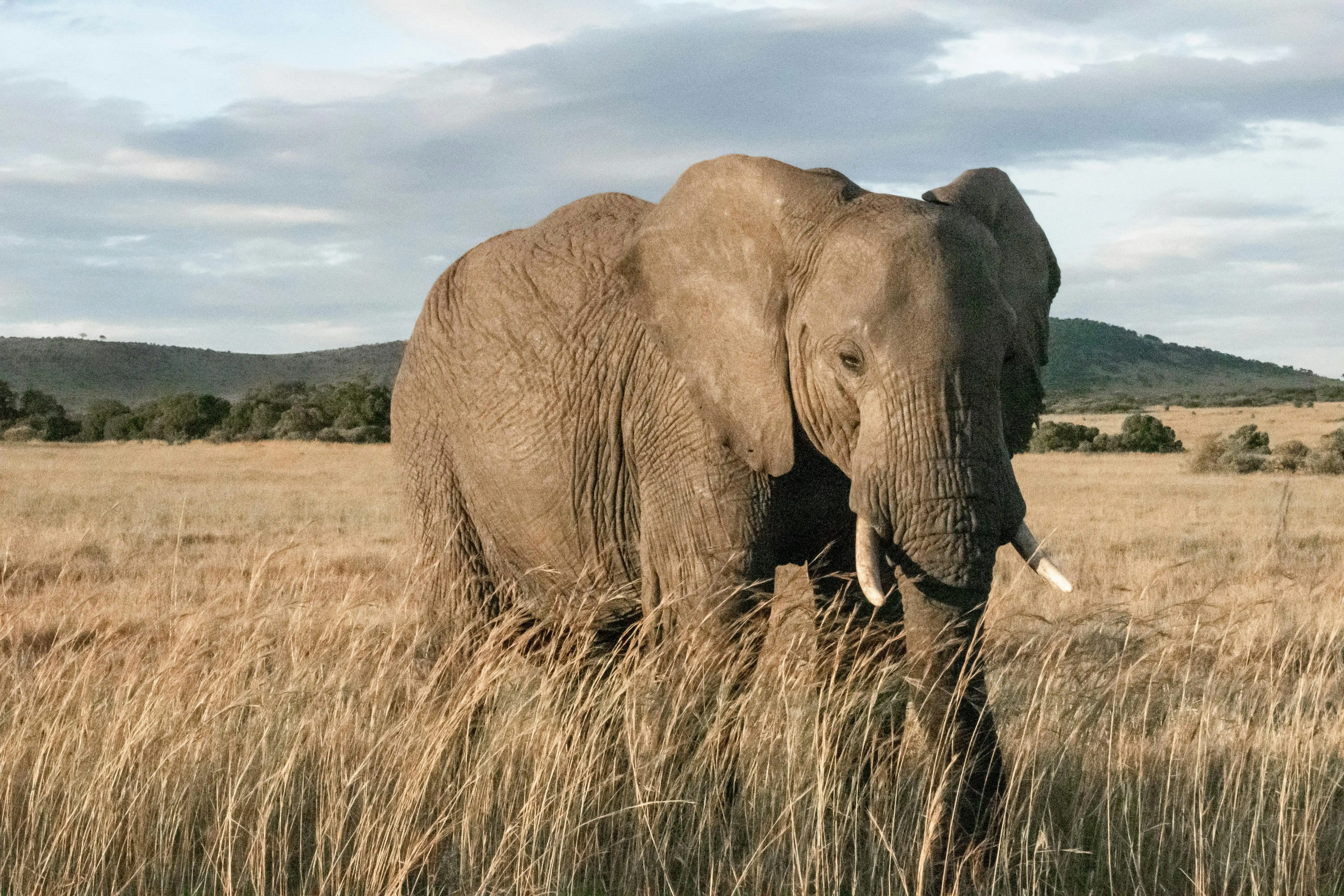 HOW TO CHOOSE THE RIGHT LUXURY AFRICAN SAFARI