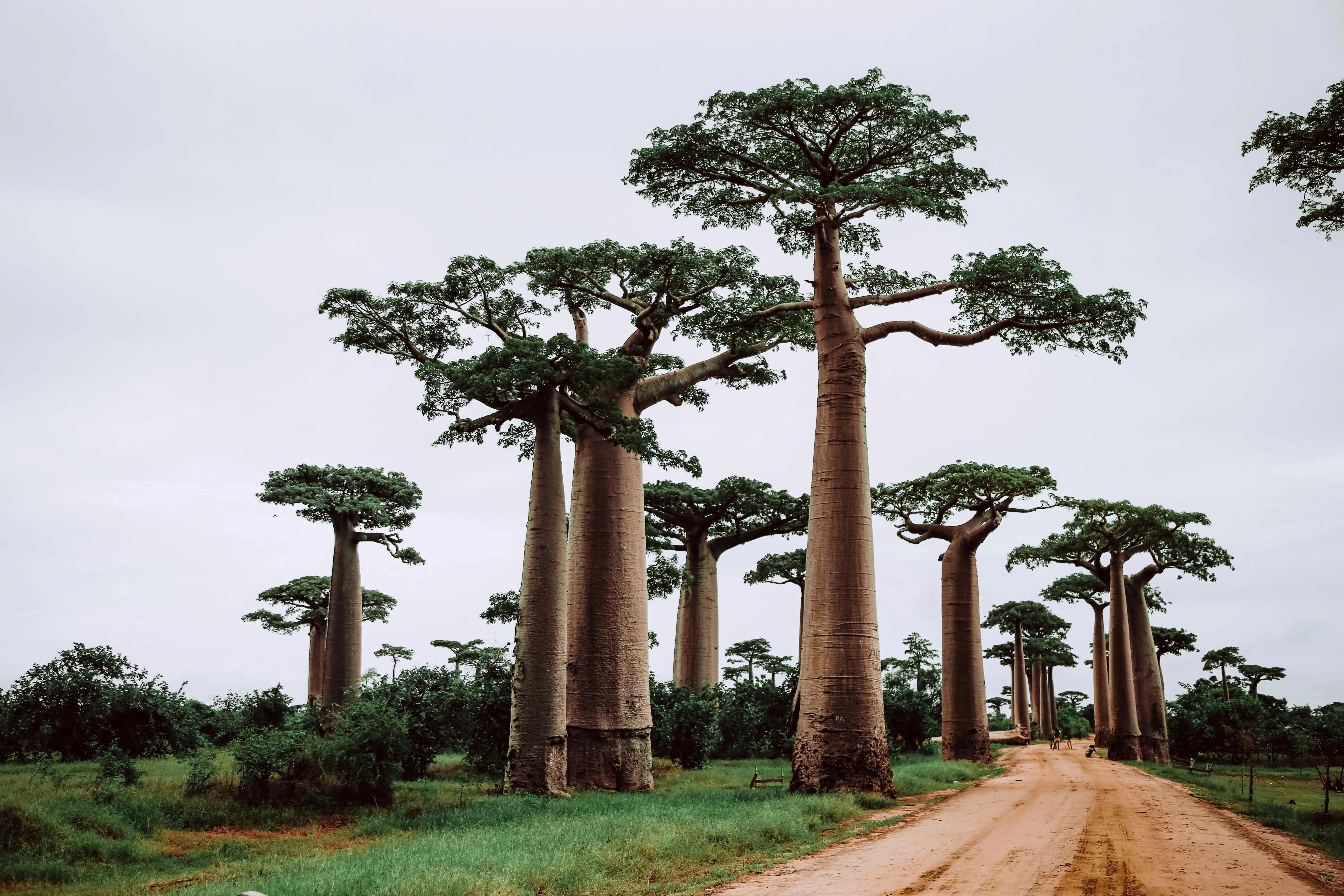 Madagascar luxury nature journey