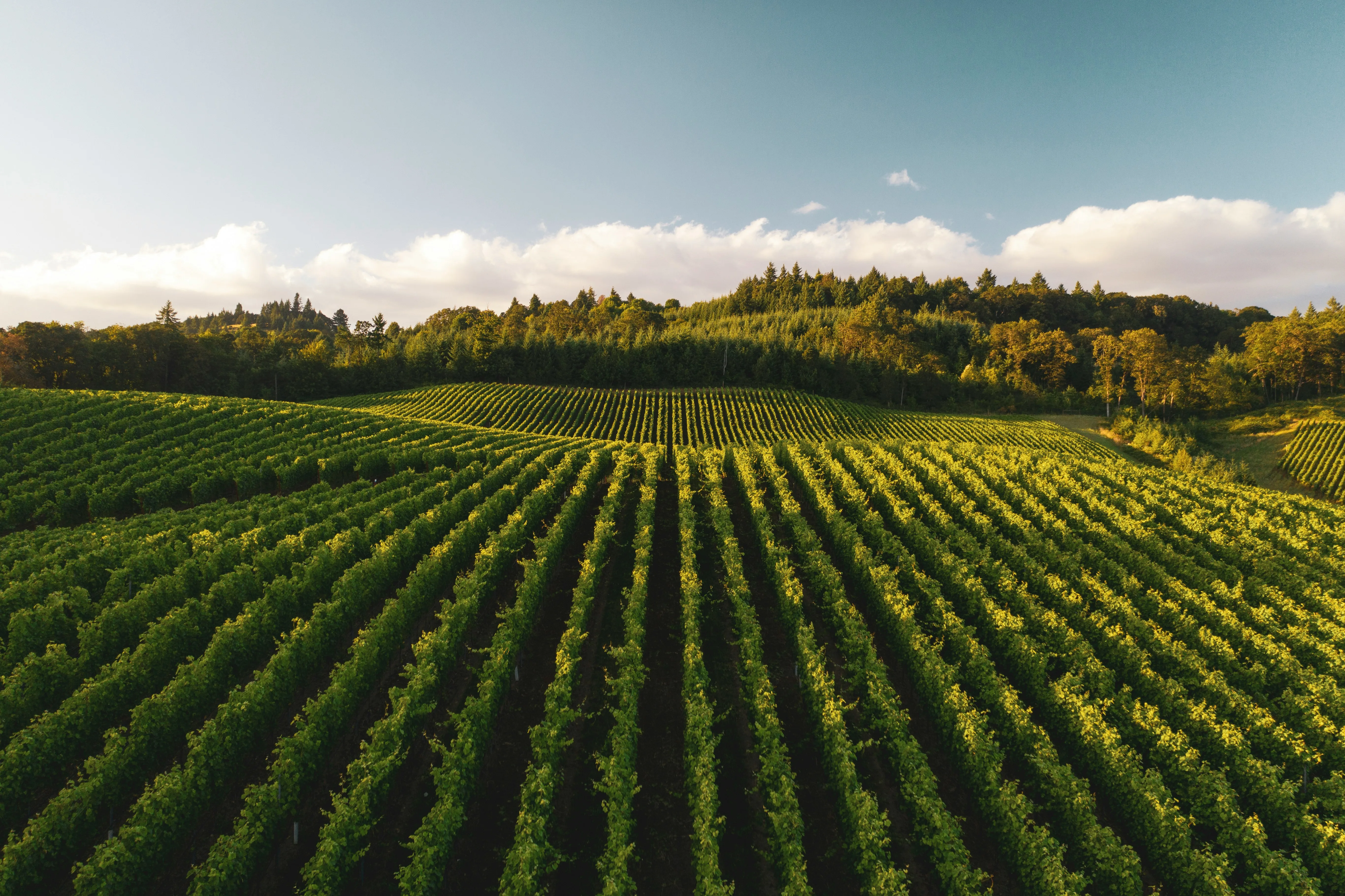 Mendoza Wine Region Vineyards Argentina