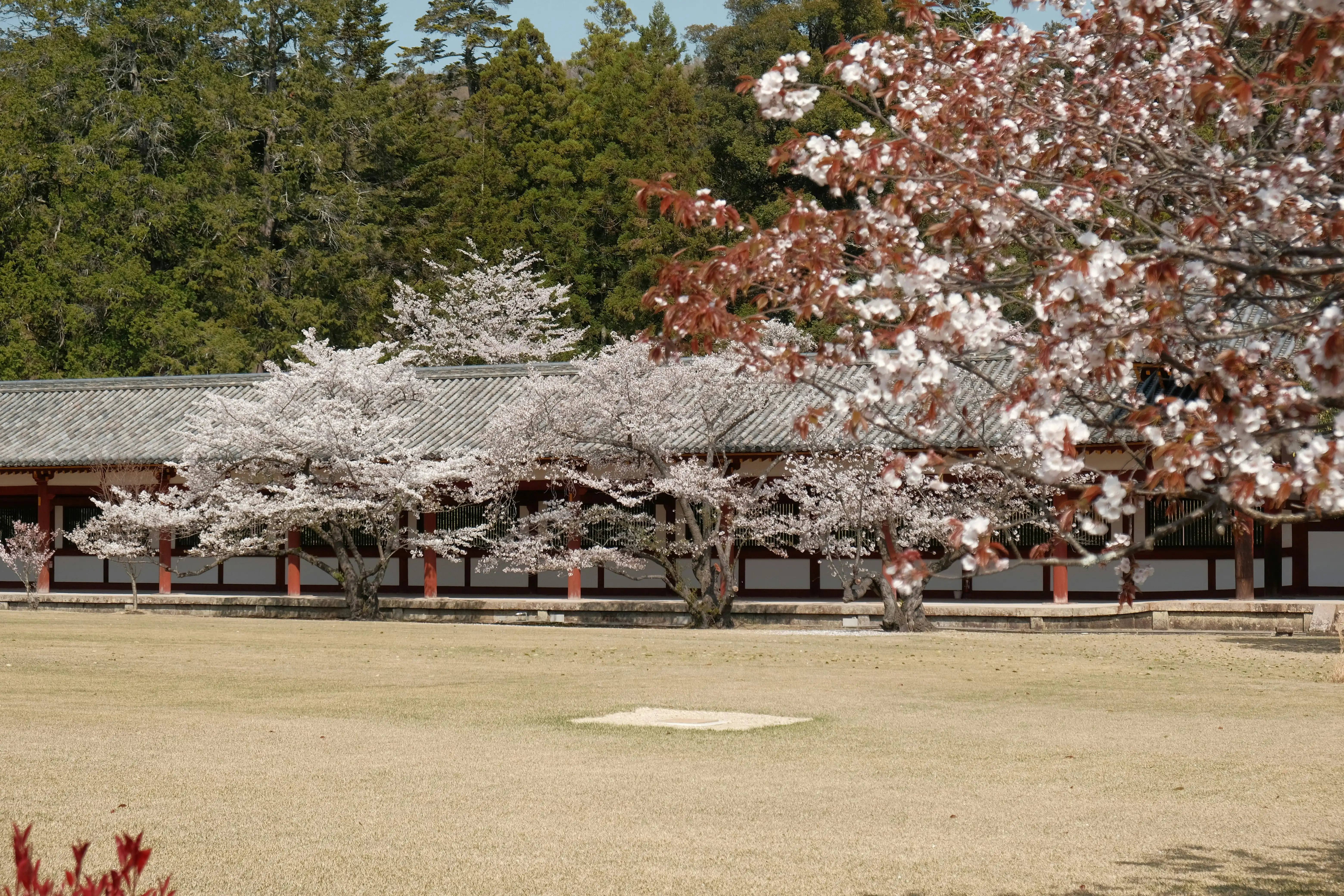 Nara Cherry Blossom Luxury Travel