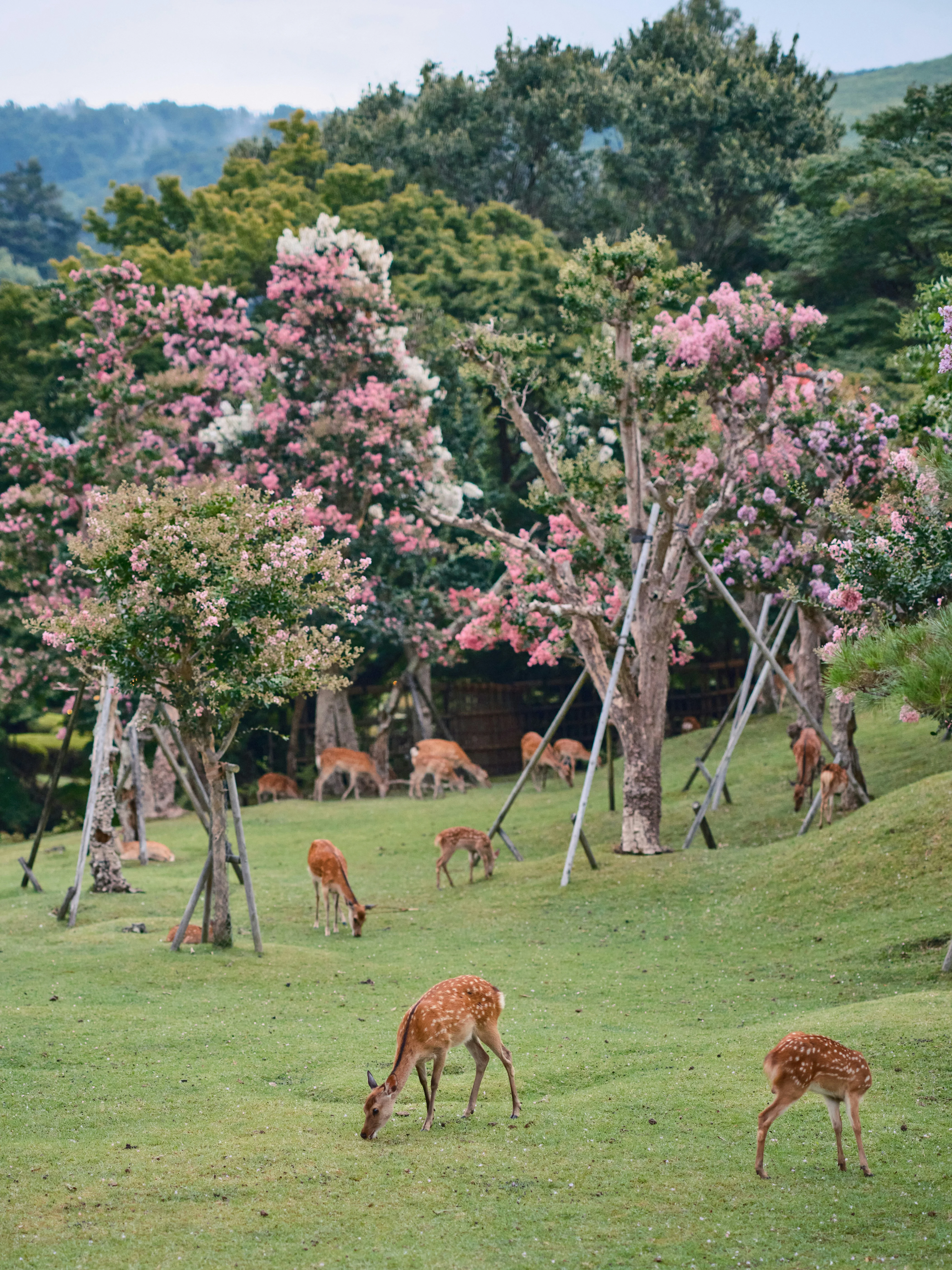 Nara Luxury Travel Japan