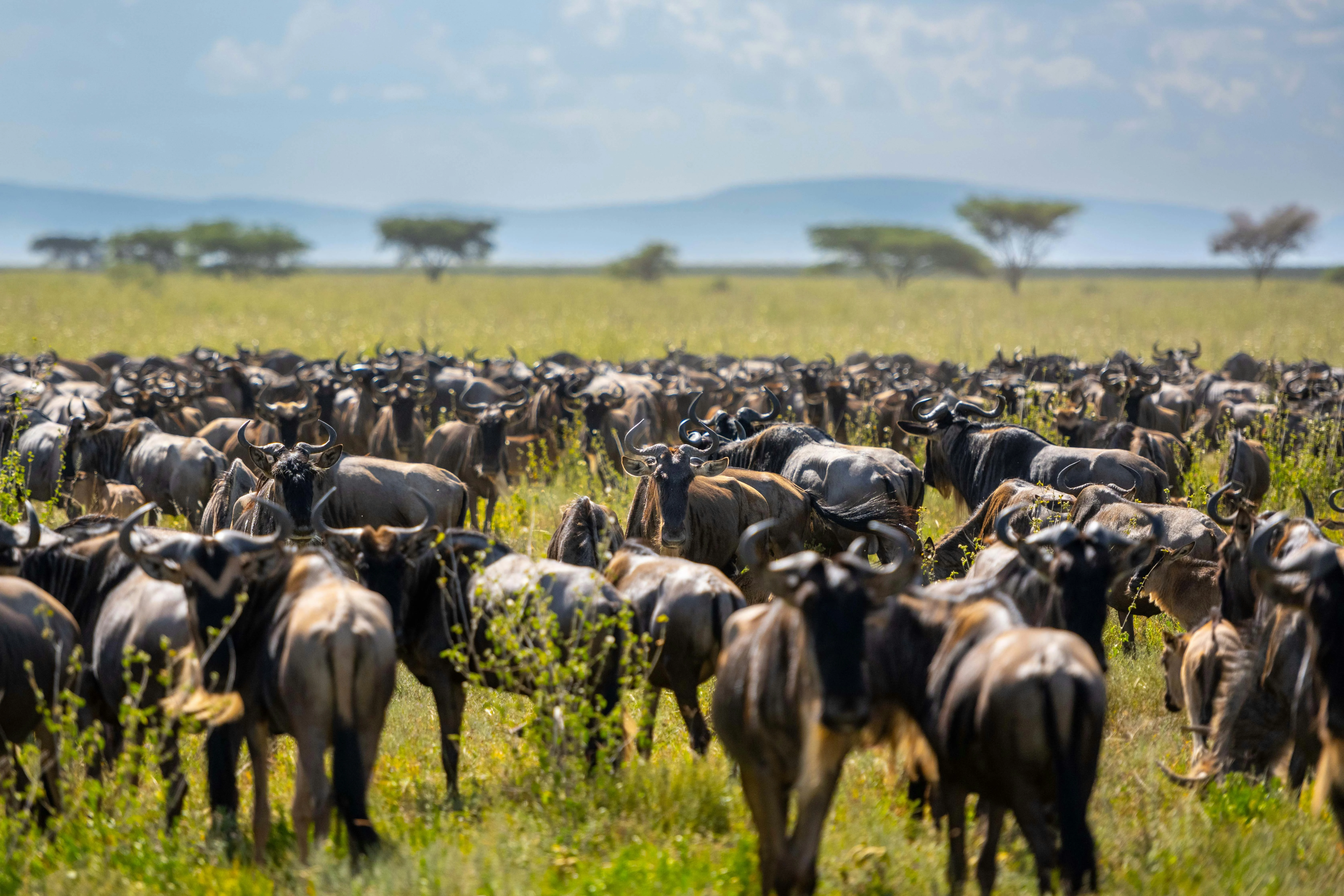 Serengeti Tanzania Safari