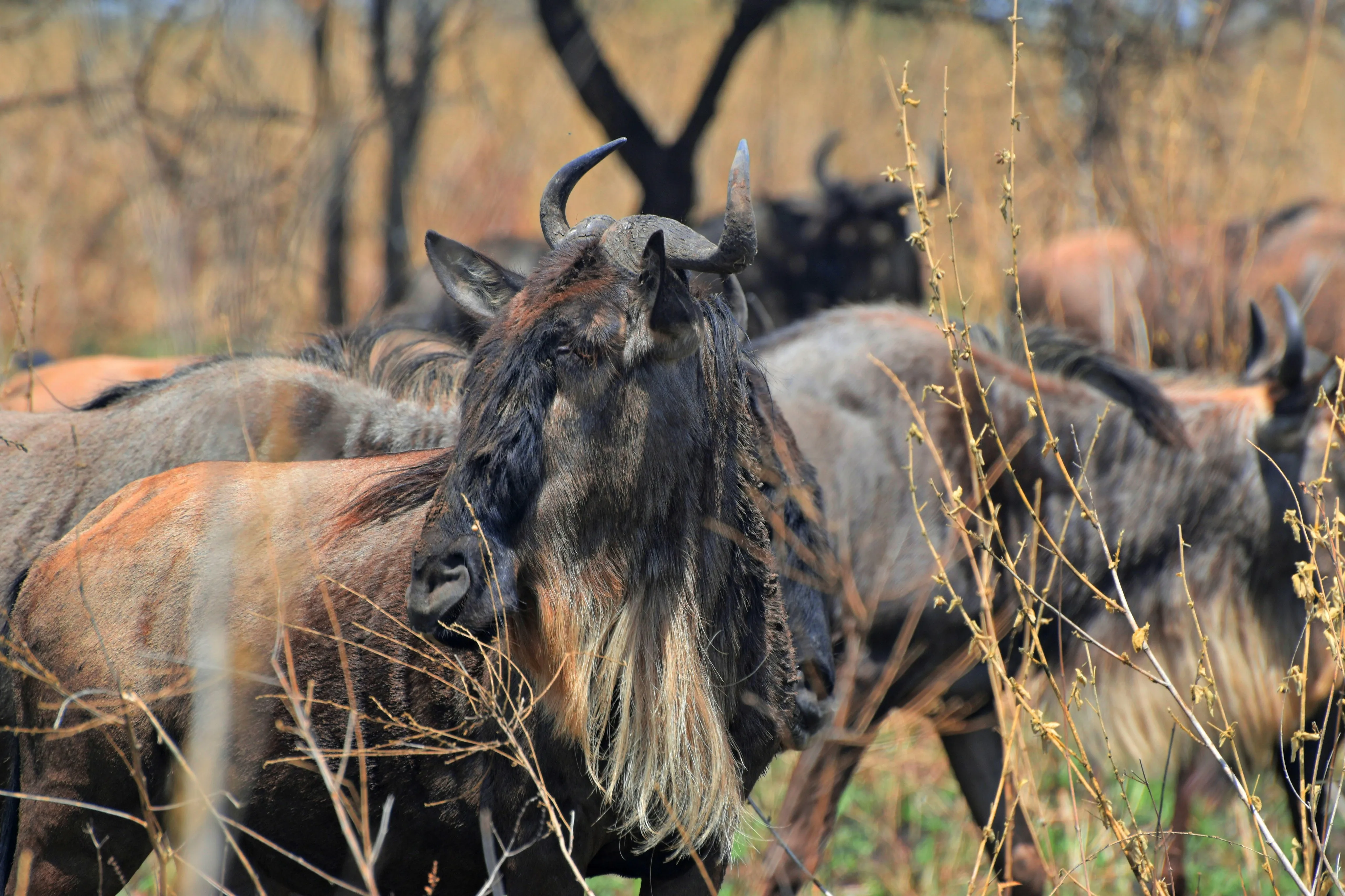 Serengeti Tanzania Wildebeest