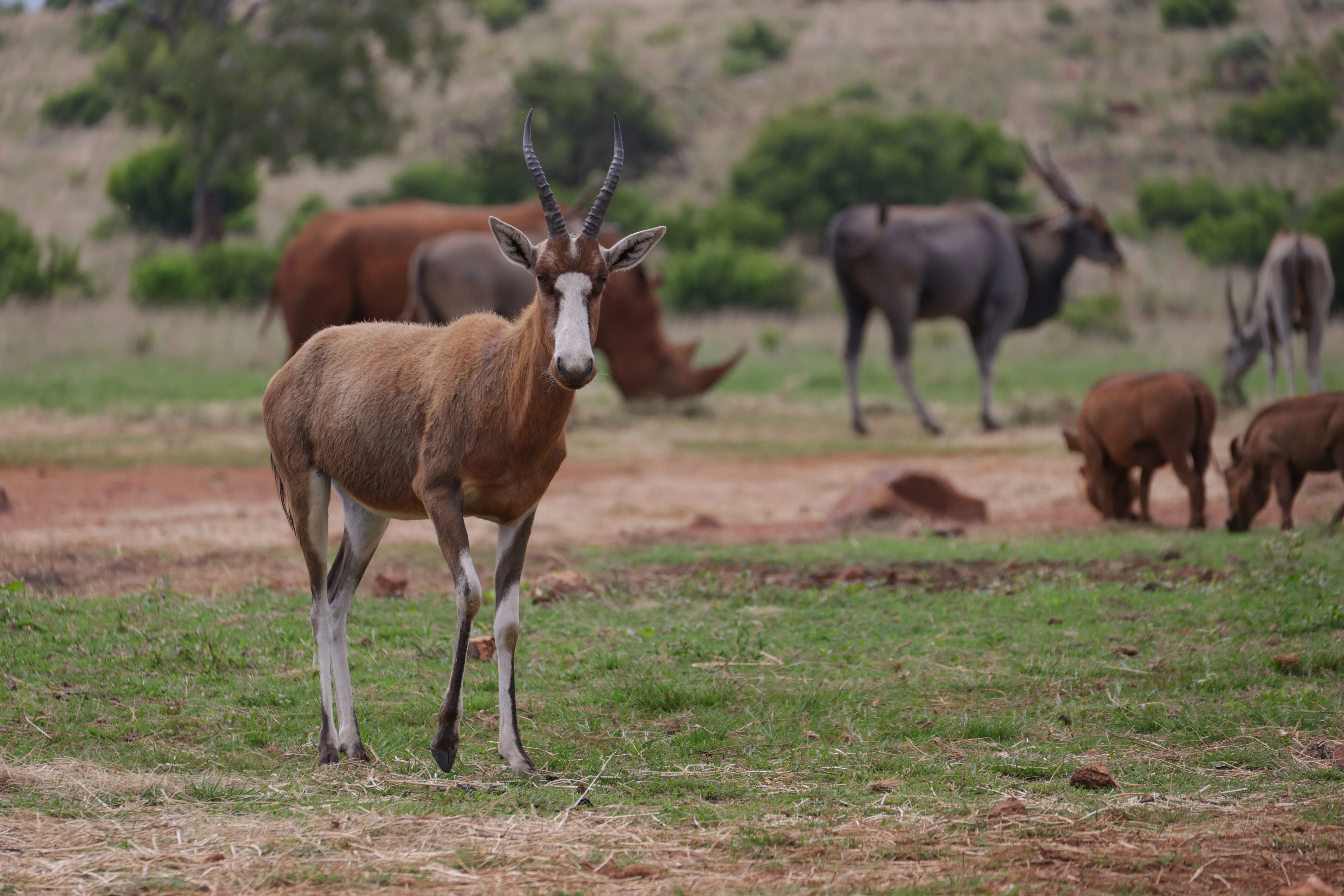 South Africa luxury safari wildlife