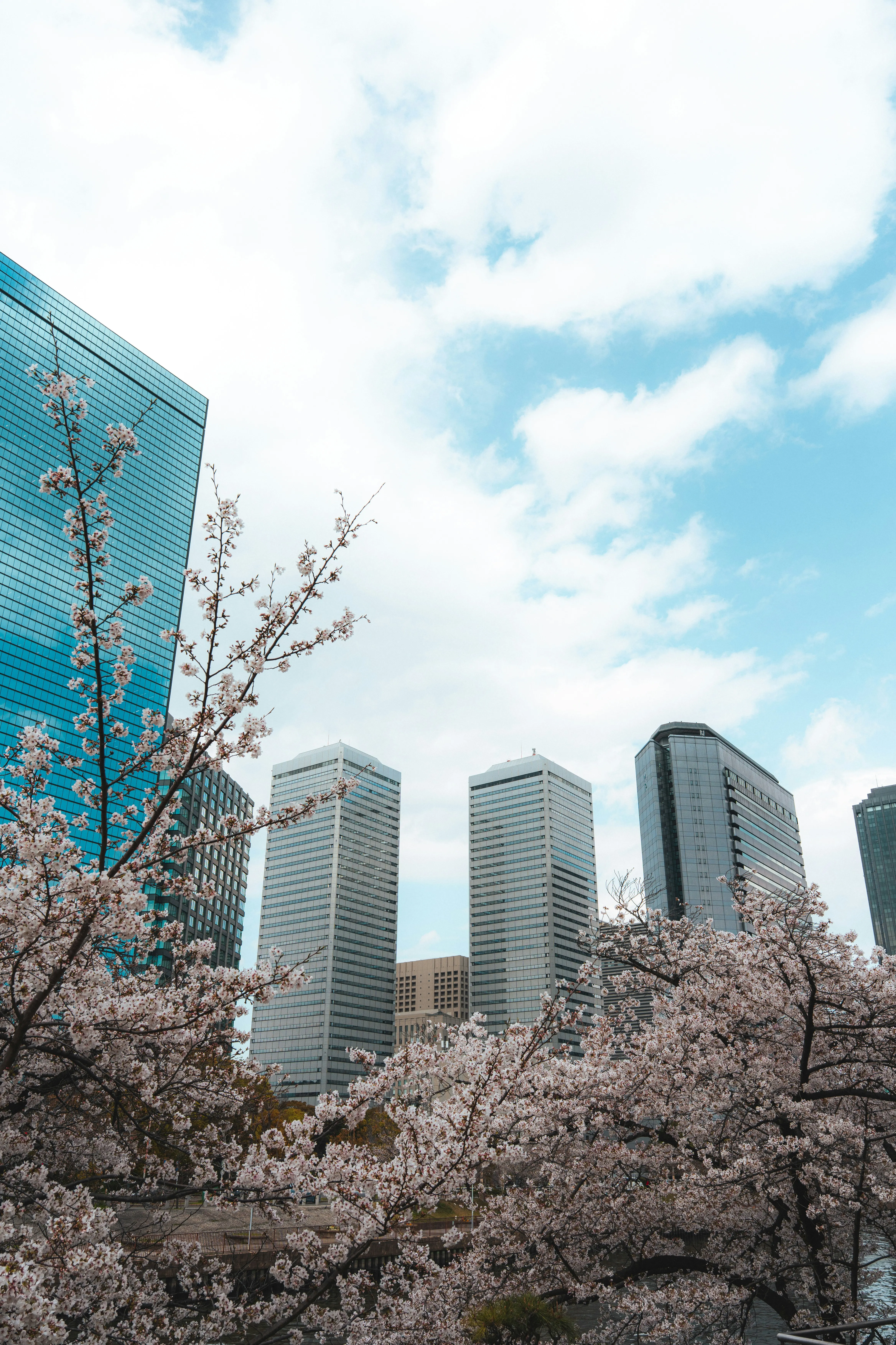 Tokyo Cherry Blossom Luxury Travel