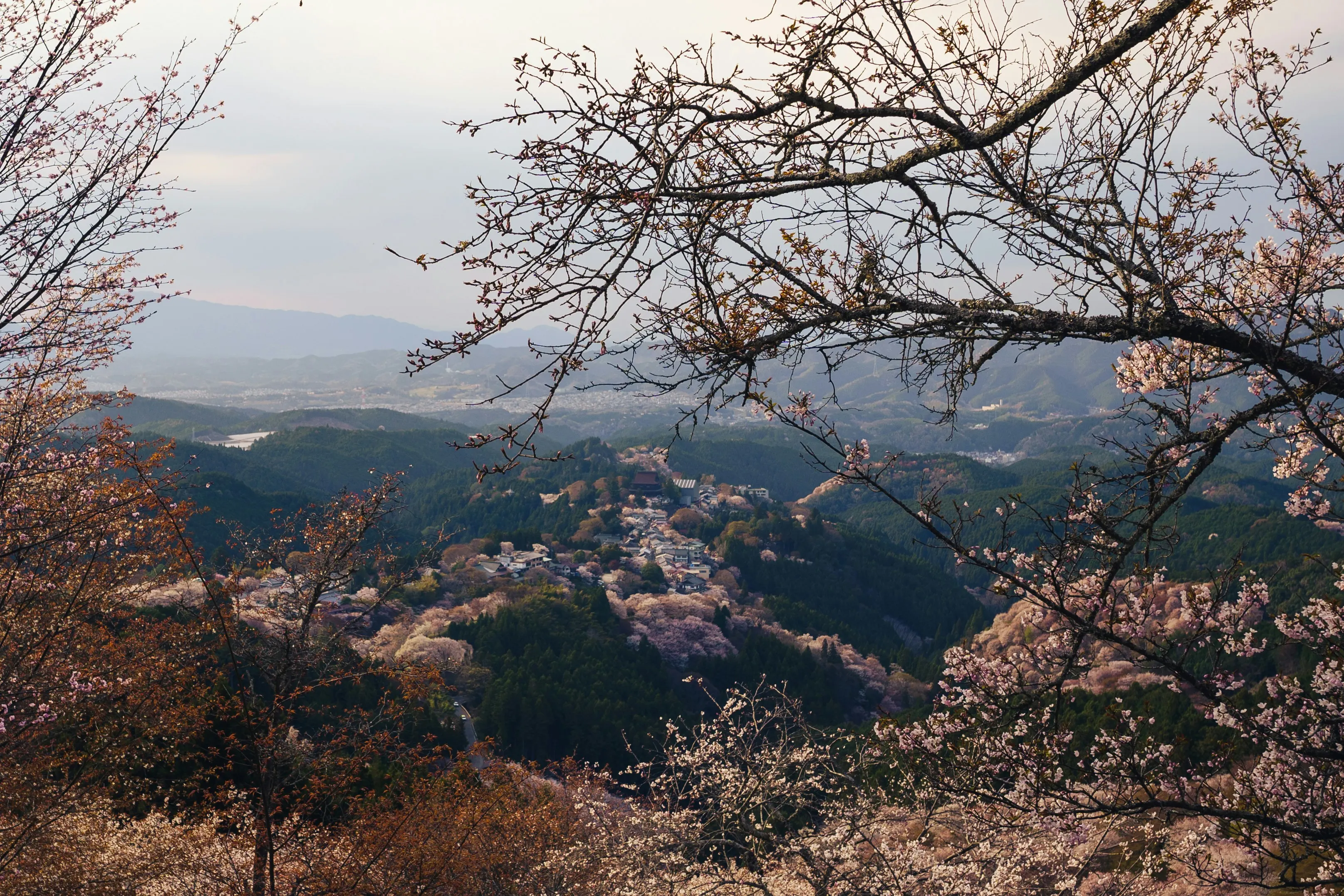 Mount Yoshino Cherry Blossom Mountainscape